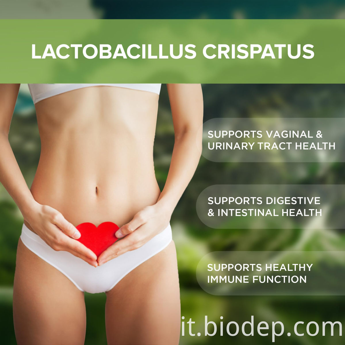 lactobacillus crispatus6
